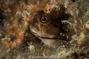 Andaman gobi fish close up_April 2024
(Canon60,1/200,f16... by Susanna Randazzo 